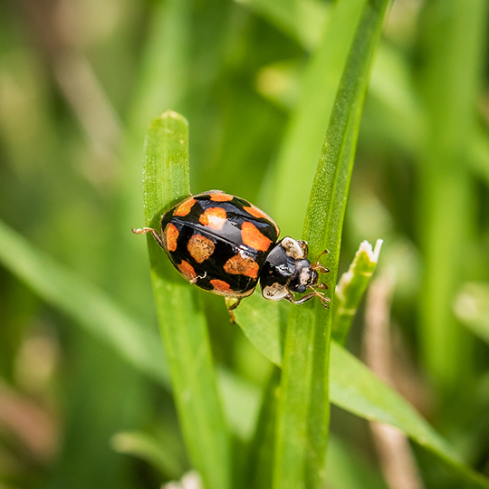 Adalia decempunctata