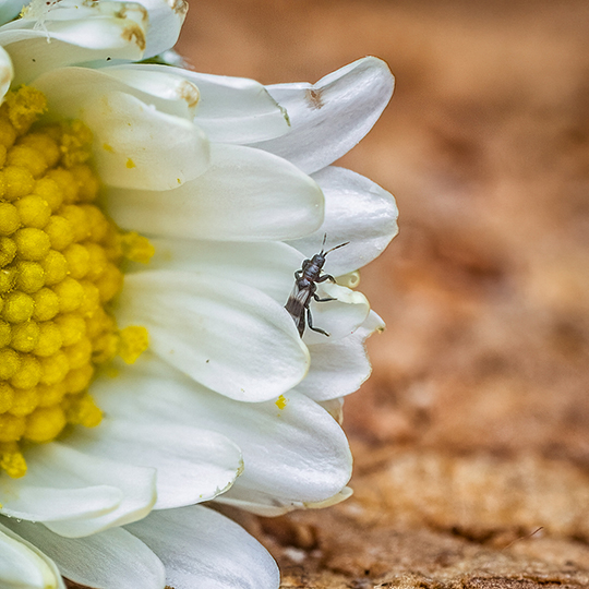 Aeolothrips intermedius