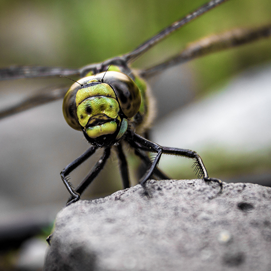 Aeshna cyanea