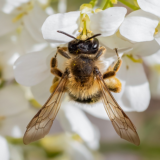 Andrena gravida