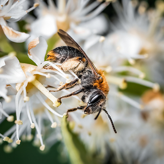 Andrena haemorrhoa