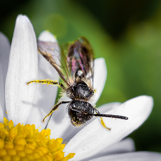 Andrena minutula