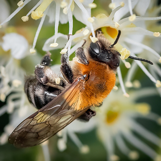 Andrena nitida