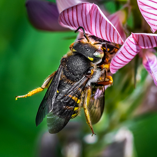 Anthidium oblongatum