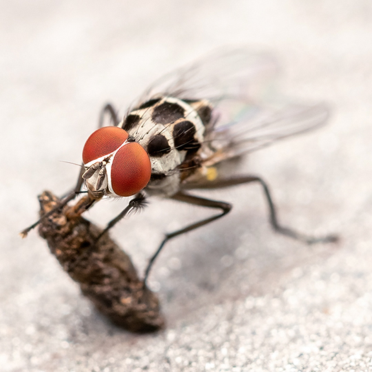 Anthomyia sp.