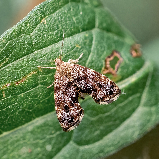 Anthophila fabriciana