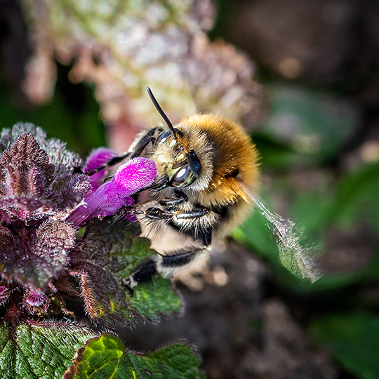 Anthophora plumipes