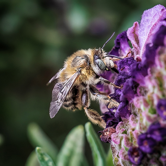 Anthophora quadrimaculata