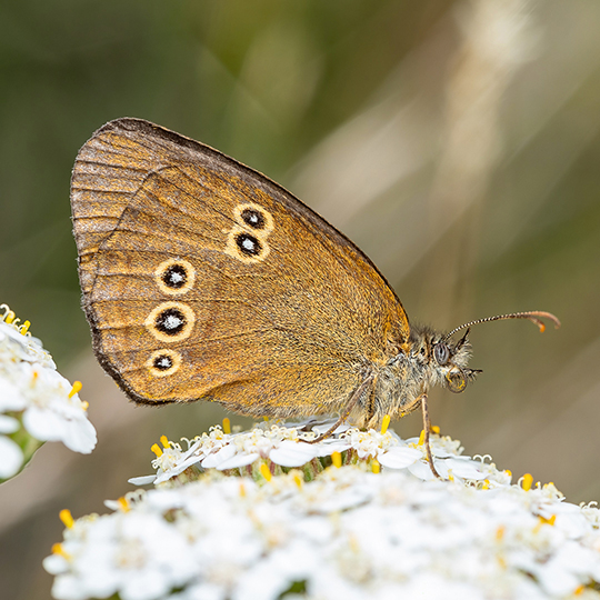 Aphantopus hyperantus