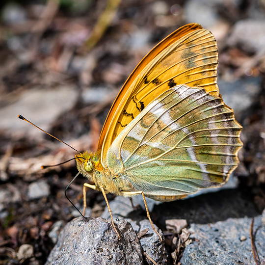 Argynnis paphia