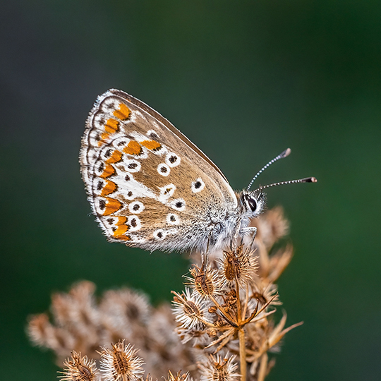 Aricia agestis