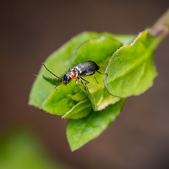 Axinotarsus pulicarius