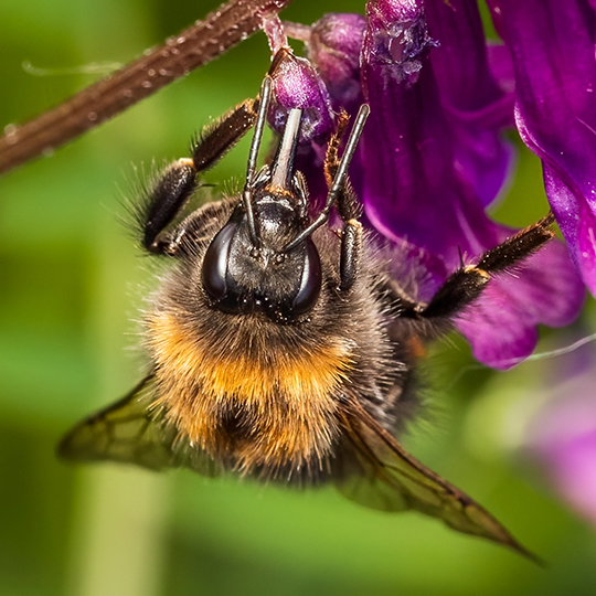 Bombus hypnorum