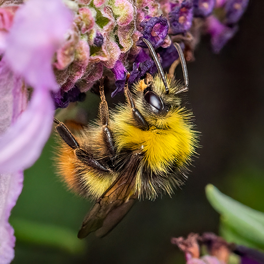 Bombus pratorum