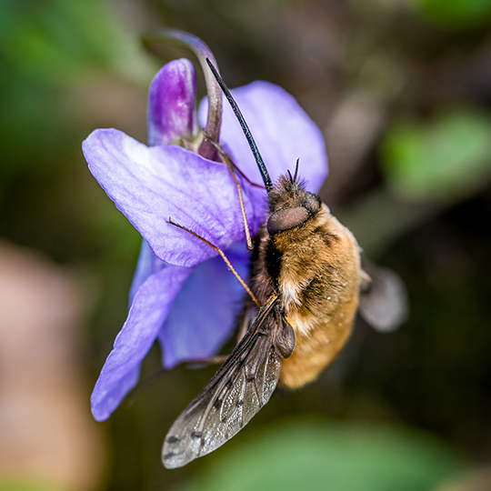 Bombylius discolor