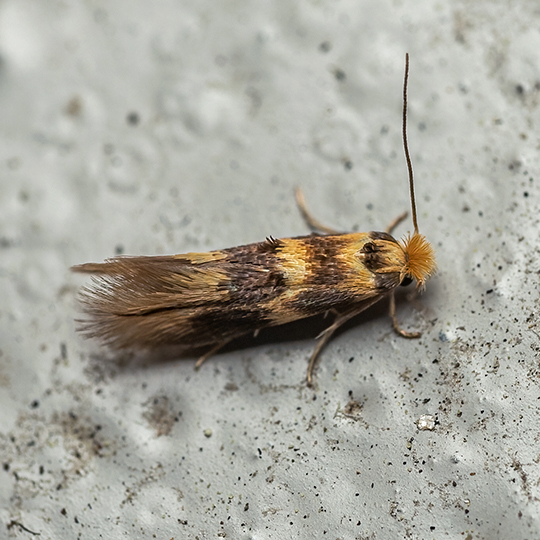 Bucculatrix thoracella