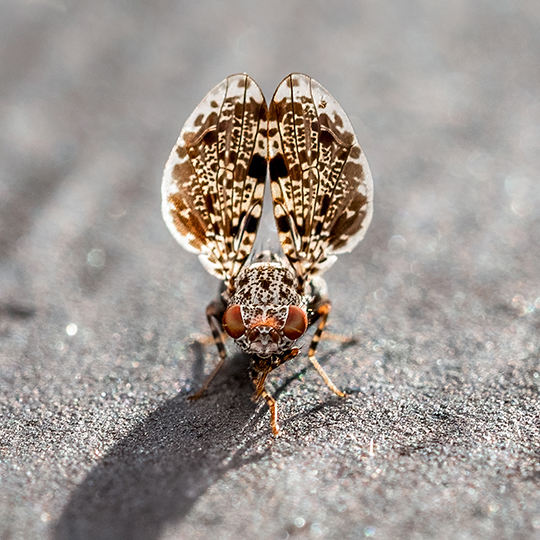 Callopistromyia annulipes