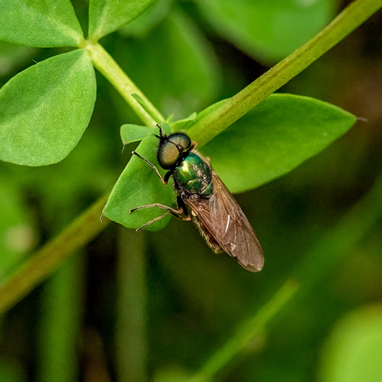 Chloromyia formosa