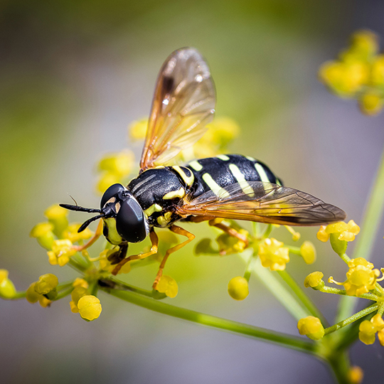 Chrysotoxum festivum