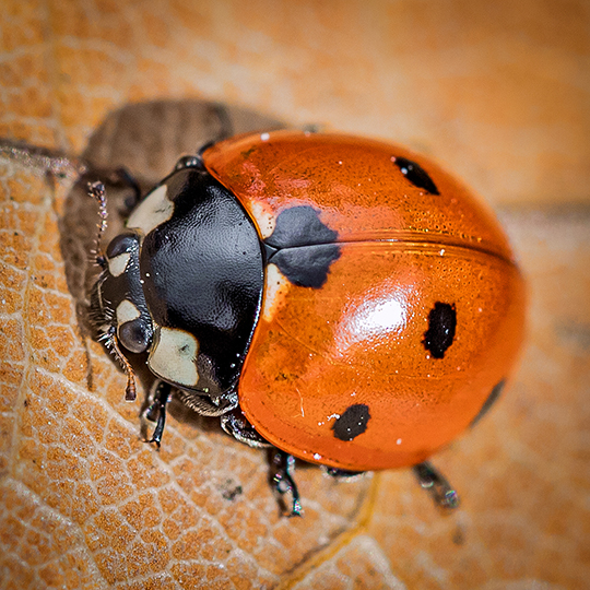 Coccinella septempunctata