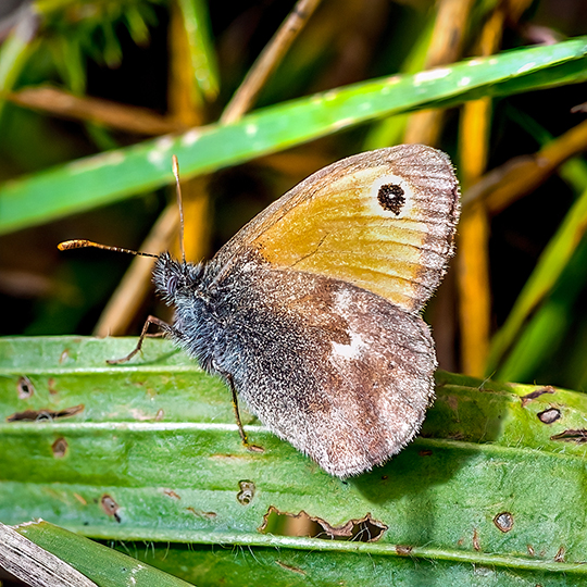 Coenonympha pamphilus