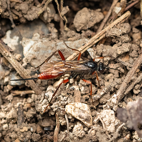 Cryptus armator