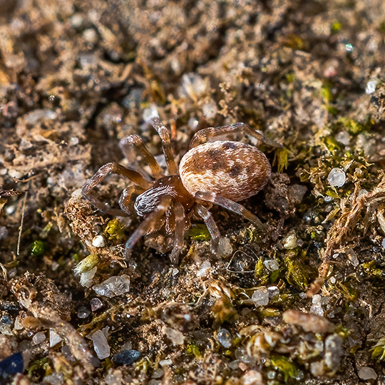 Dictyna arundinacea