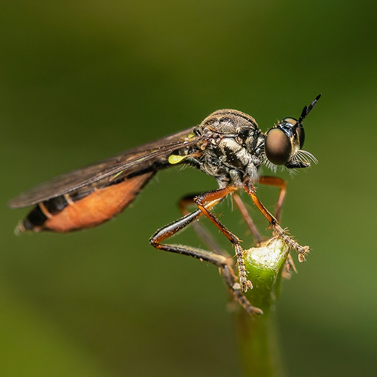 Dioctria hyalipennis