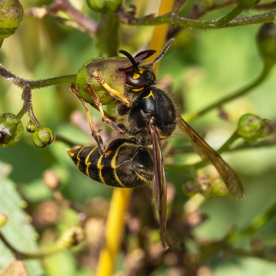 Dolichovespula media