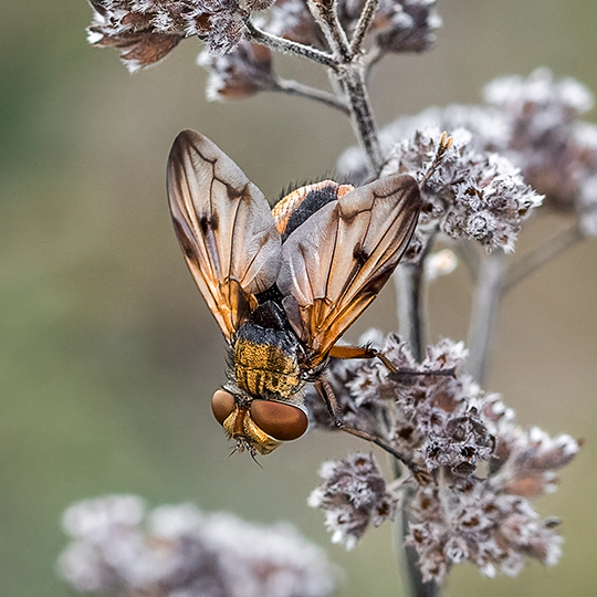 Ectophasia crassipennis