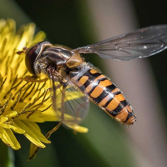 Episyrphus balteatus