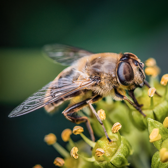 Eristalis tenax