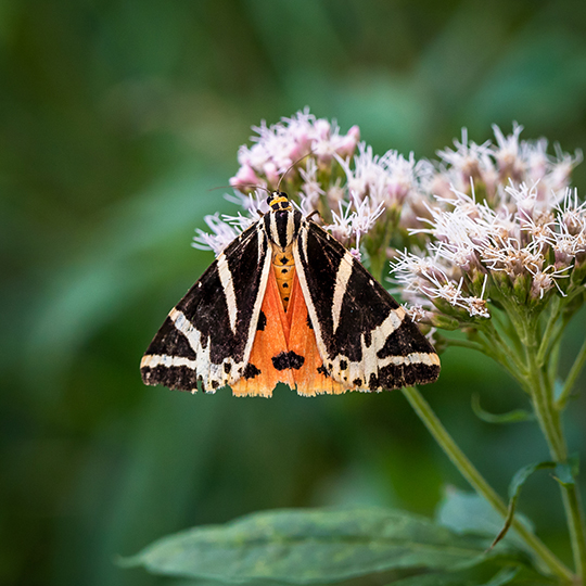 Euplagia quadripunctaria