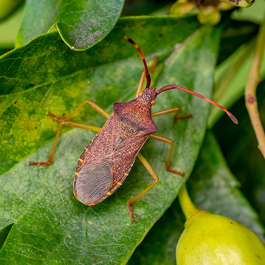 Gonocerus acuteangulatus