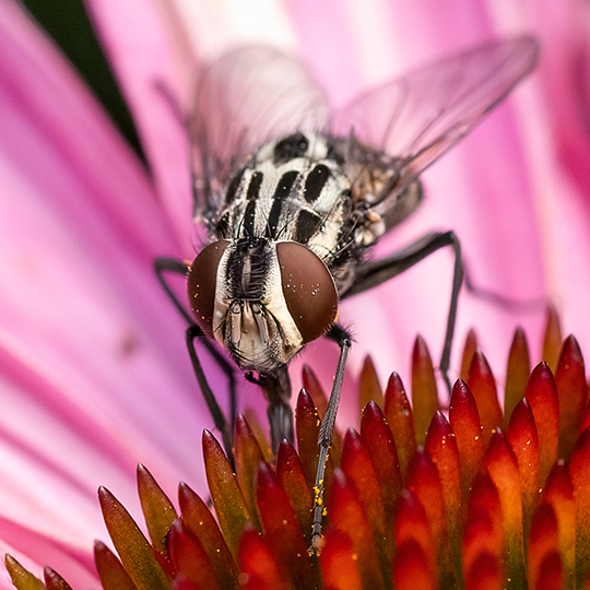 Graphomya maculata