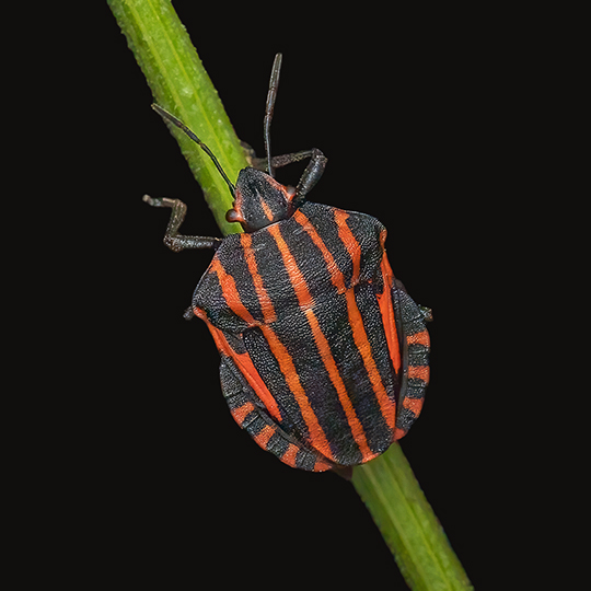 Graphosoma italicum