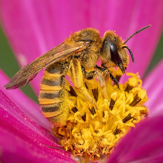 Halictus scabiosae