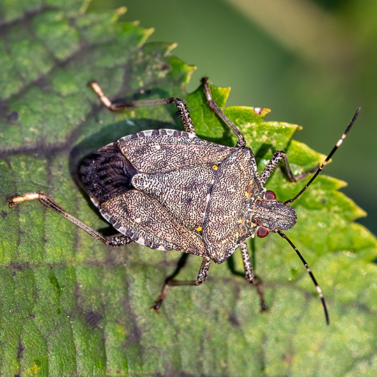 Halyomorpha halys