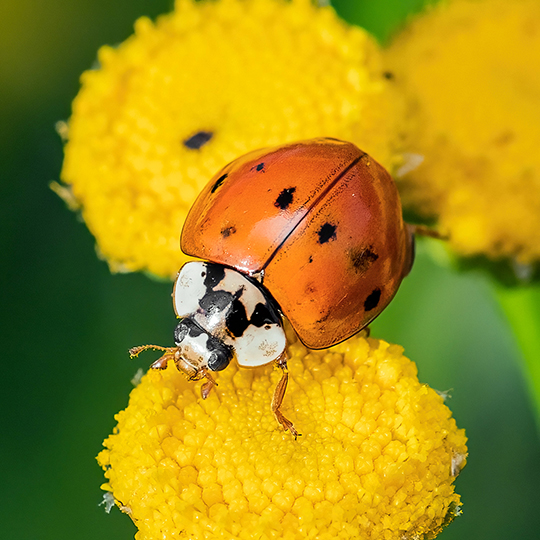 Harmonia axyridis