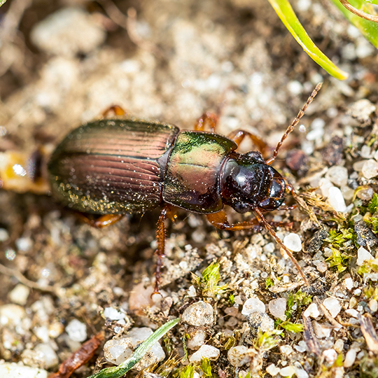 Harpalus affinis