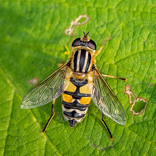 Helophilus trivittatus