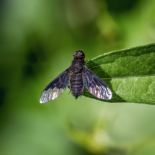 Hemipenthes morio