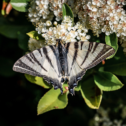 Iphiclides podalirius