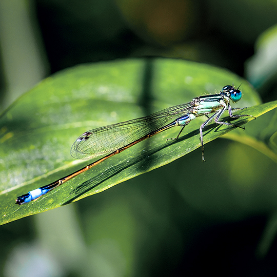 Ischnura elegans