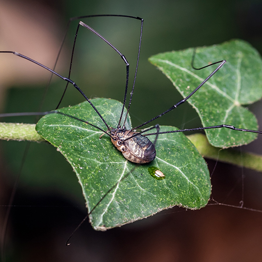 Leiobunum sp. A