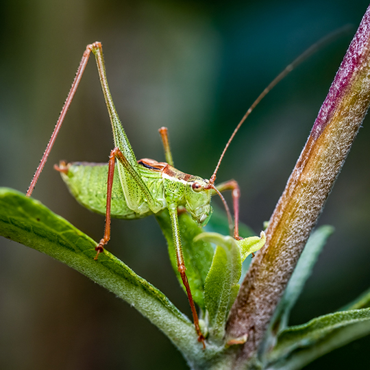 Leptophyes punctatissima