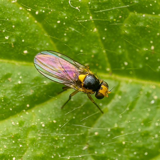 Liriomyza bryoniae