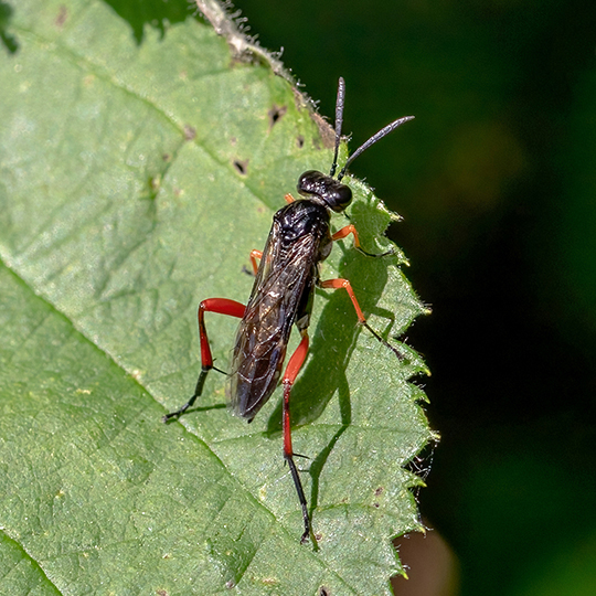 Macrophya diversipes