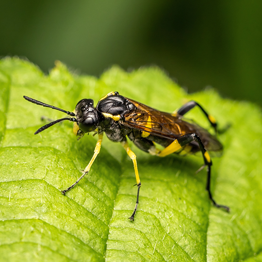 Macrophya montana