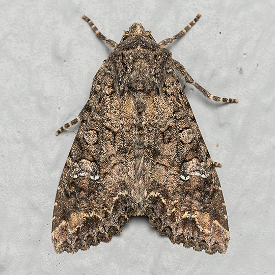 Mamestra brassicae